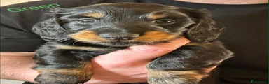 Black & Tan Miniature Dachshund Green Collar