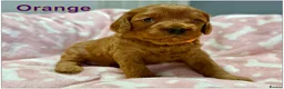Cavapoo dogs for sale: Gorgeous Cavapoo F1B puppies - Advert 9