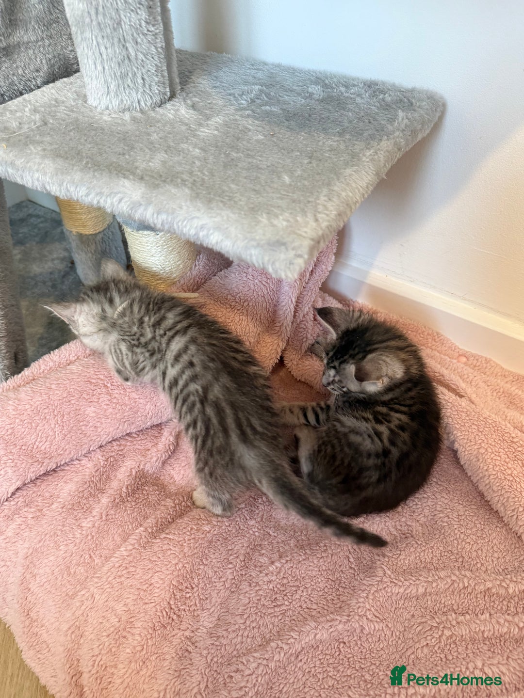 Maine Coon cats for sale: Maine Coon x Savannah Kittens - Advert 16