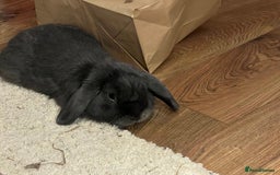 Mini Lop rabbits for sale: 🐰 Ernie the Bunny- looking for a loving new home  - Image 12