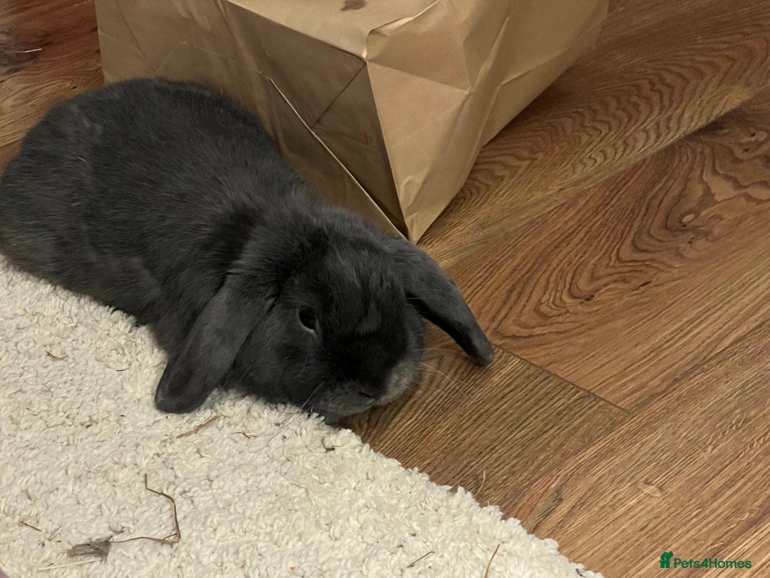 Mini Lop rabbits for sale: 🐰 Ernie the Bunny- looking for a loving new home  - Image 12