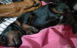 Dobermann dogs for sale: Dobermann puppies - Image 10