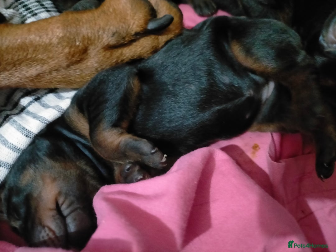 Dobermann dogs for sale: Dobermann puppies - Image 10