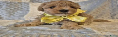 Maltipoo Puppy 3