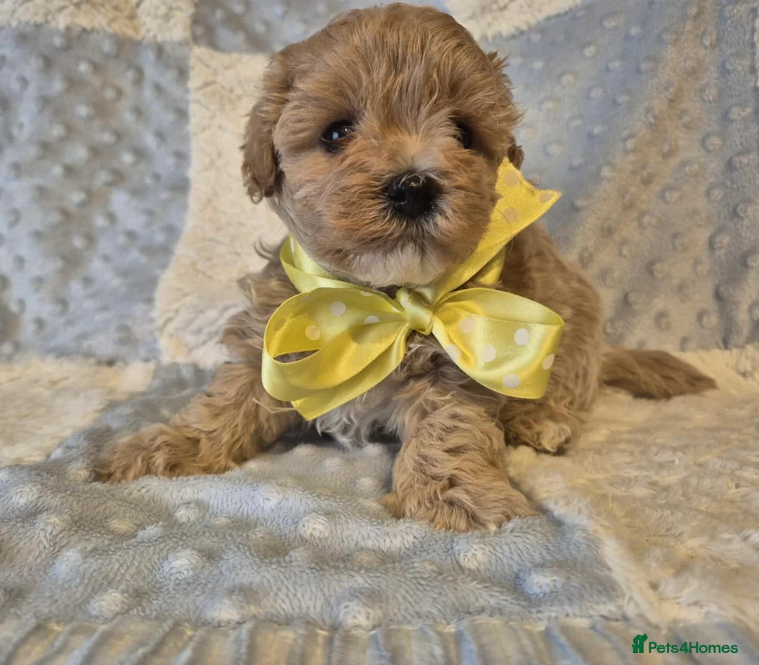 Maltipoo dogs for sale: Adorable very small maltipoo puppies 🐶❤️ - Advert 14