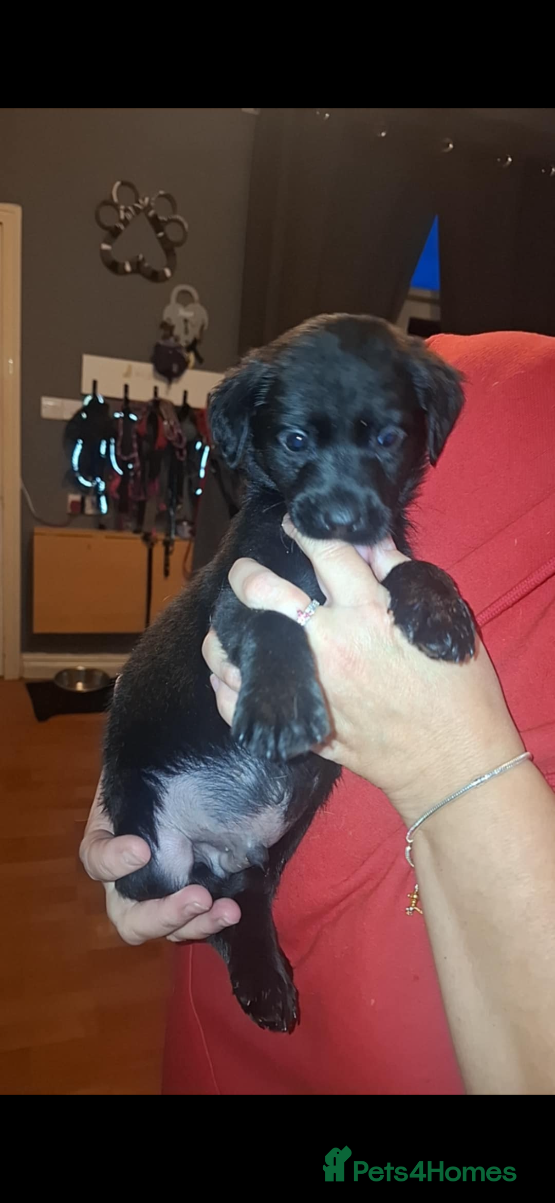 Labrador Retriever dogs for sale: 2 beautiful male labradors - Advert 2