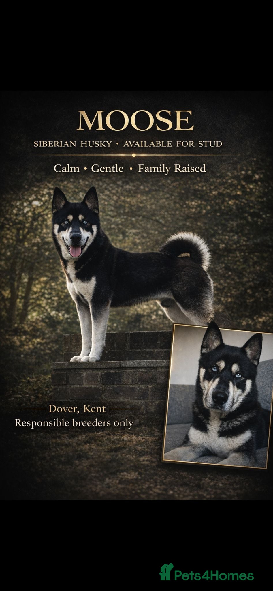 Siberian Husky dogs 🐺 Handsome Husky Stud Available 🐺 - Advert 18