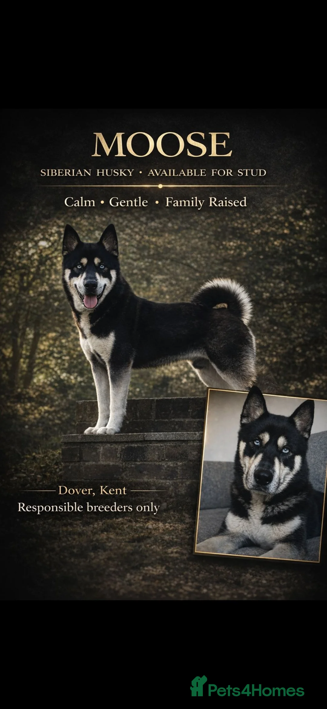 Siberian Husky dogs for stud: 🐺 Handsome Husky Stud Available 🐺 - Advert 1