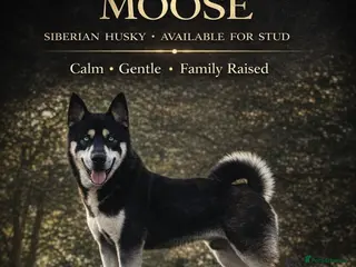 Siberian Husky dogs 🐺 Handsome Husky Stud Available 🐺 - Advert 18