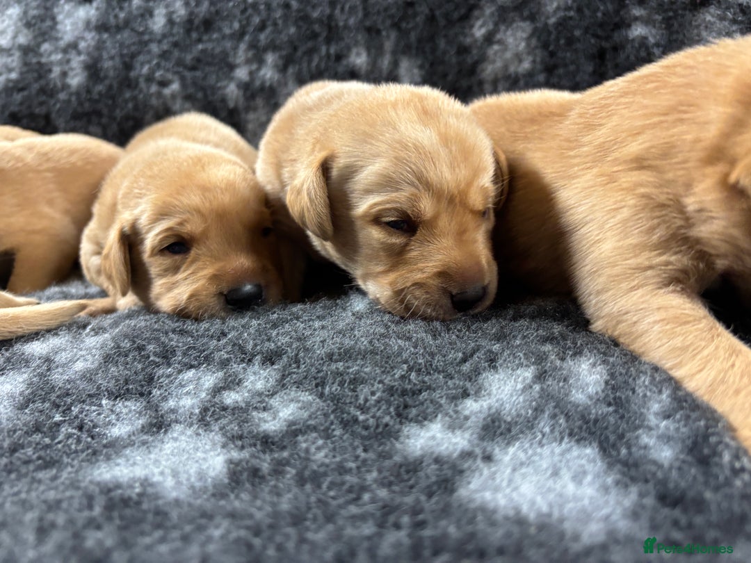 Labrador Retriever dogs for sale: KC Registered Yellow/Fox Red Labradors - Image 6