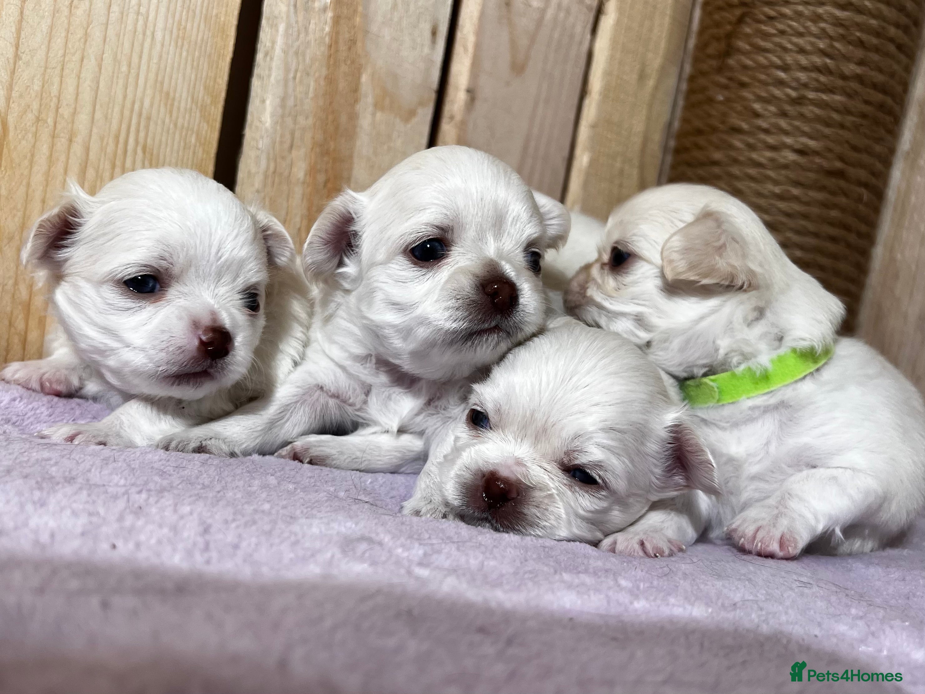 Chihuahua dogs  Long Coat Chihuahua Puppies - Advert 5