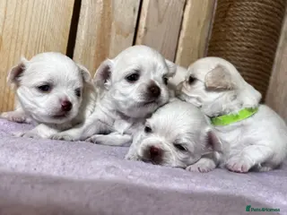 Chihuahua dogs Long Coat Chihuahua Puppies - Advert 5
