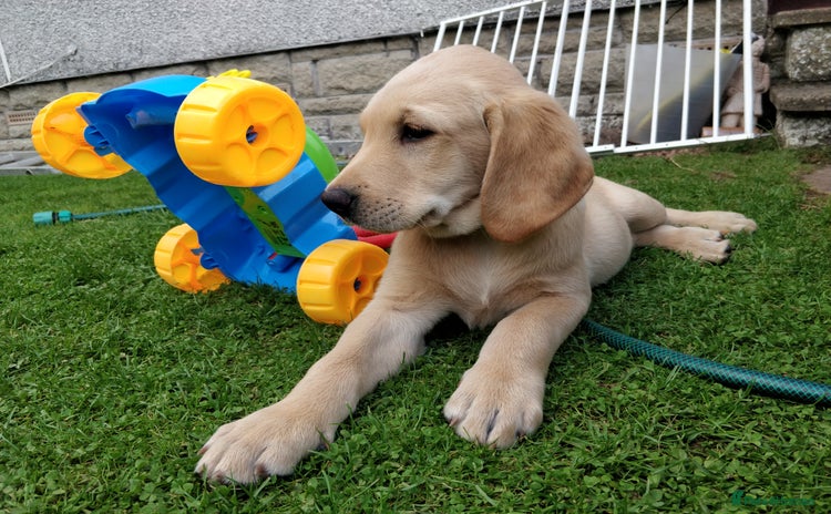 Labrador Retriever dogs in Kinross - Advert 12