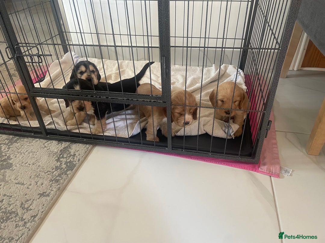 Cocker Spaniel dogs for sale: Kc show cocker spaniels with 5 week free insurance - Advert 10