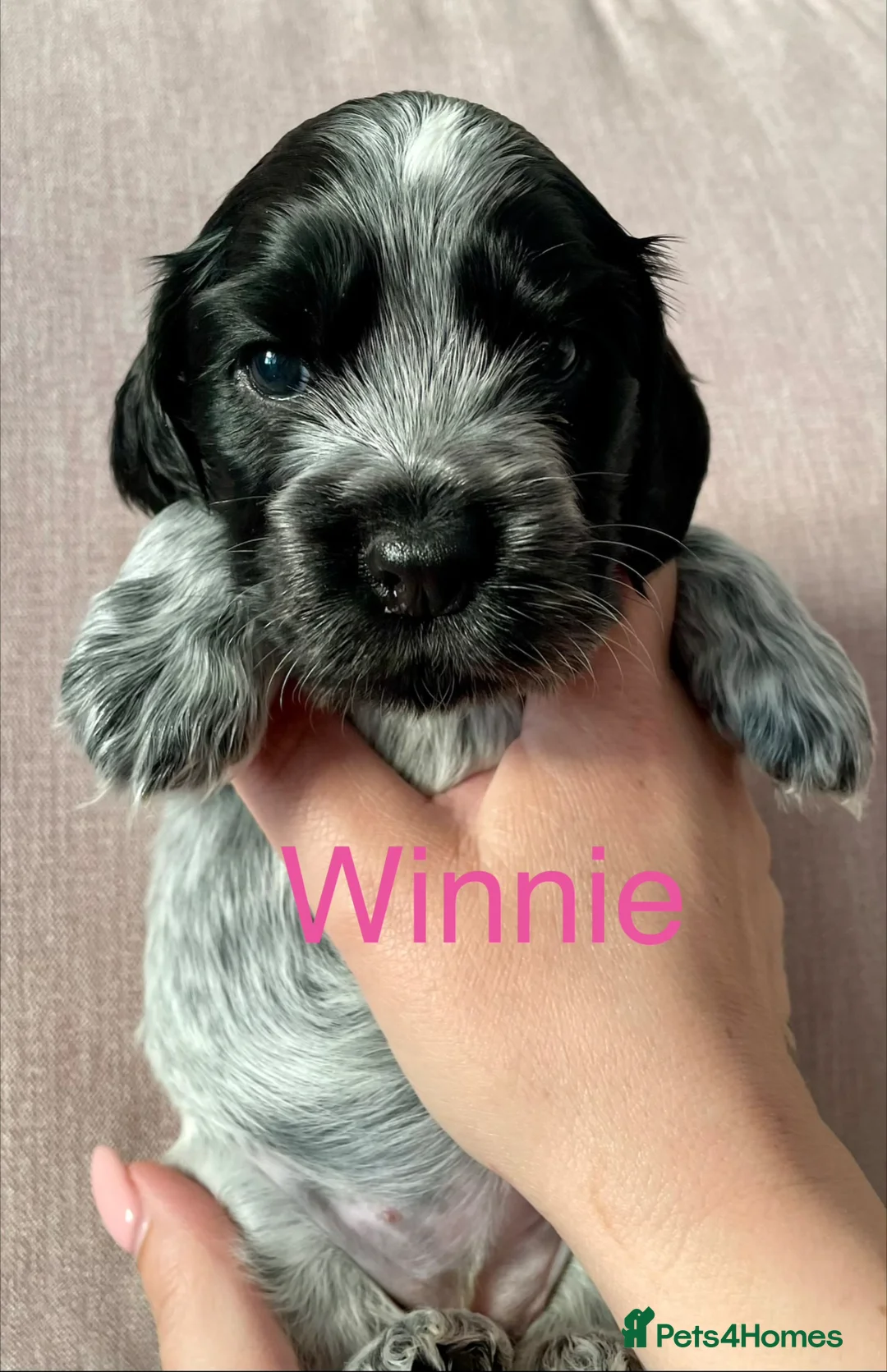Cocker Spaniel dogs for sale: KC registered Show Cocker spaniel puppies  - Advert 2