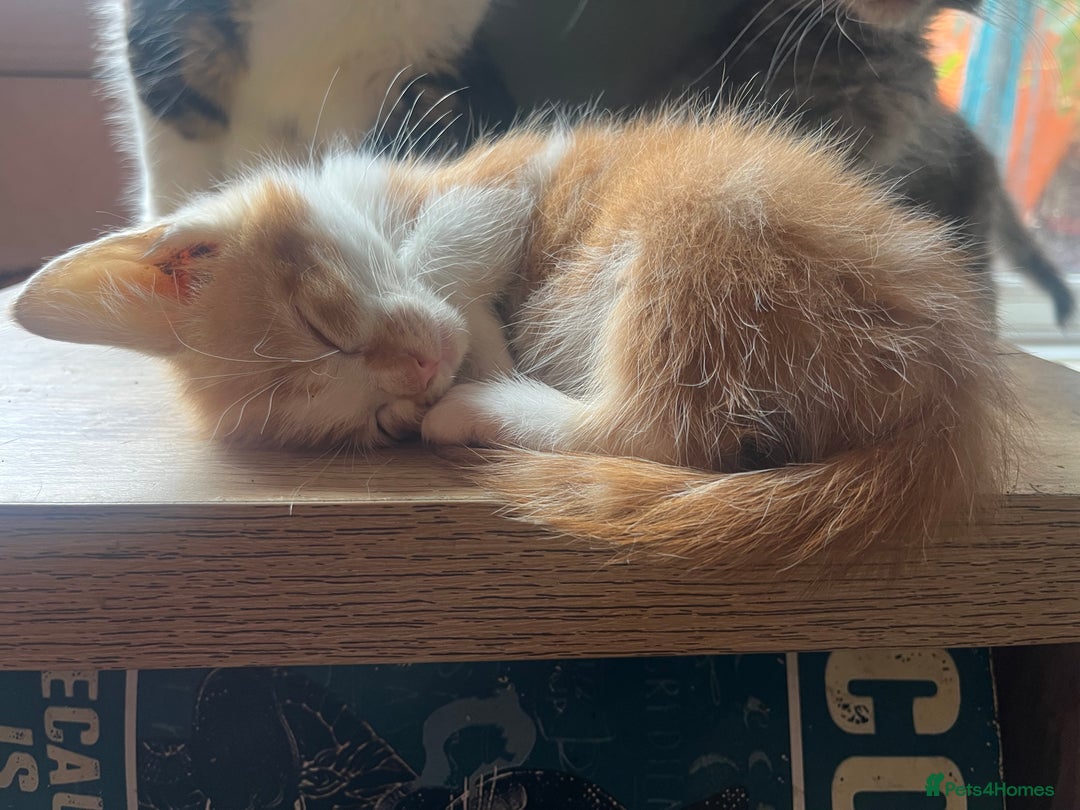 Mixed Breed cats for sale: Beautiful mixed kittens  - Image 5