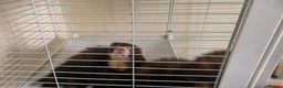 Ferret rodents for sale: 2 male ferrets for sale in Llantwit Major - Advert 1