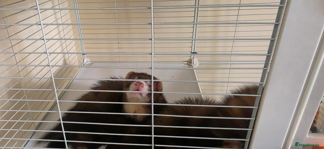 Ferret rodents for sale: 2 male ferrets for sale in Llantwit Major - Advert 1