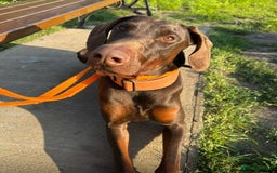 Dobermann dogs for sale: Beautiful litter of Doberman puppies  - Image 17