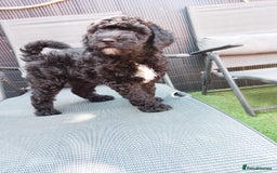 Sheepadoodle dogs for sale: F1b mini sheepadoodles  - Image 8