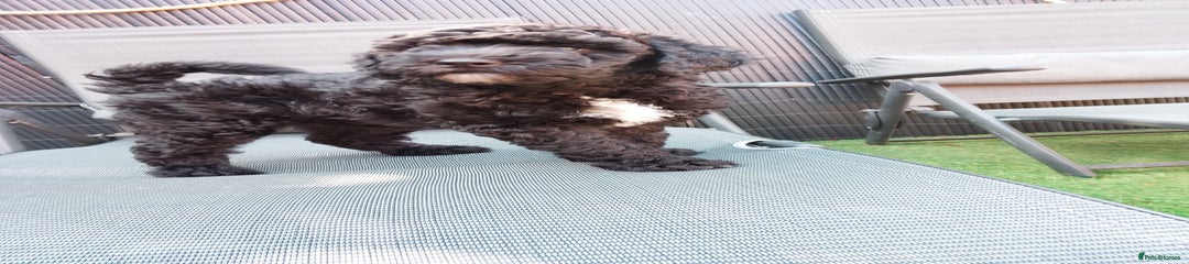Sheepadoodle Puppy 1