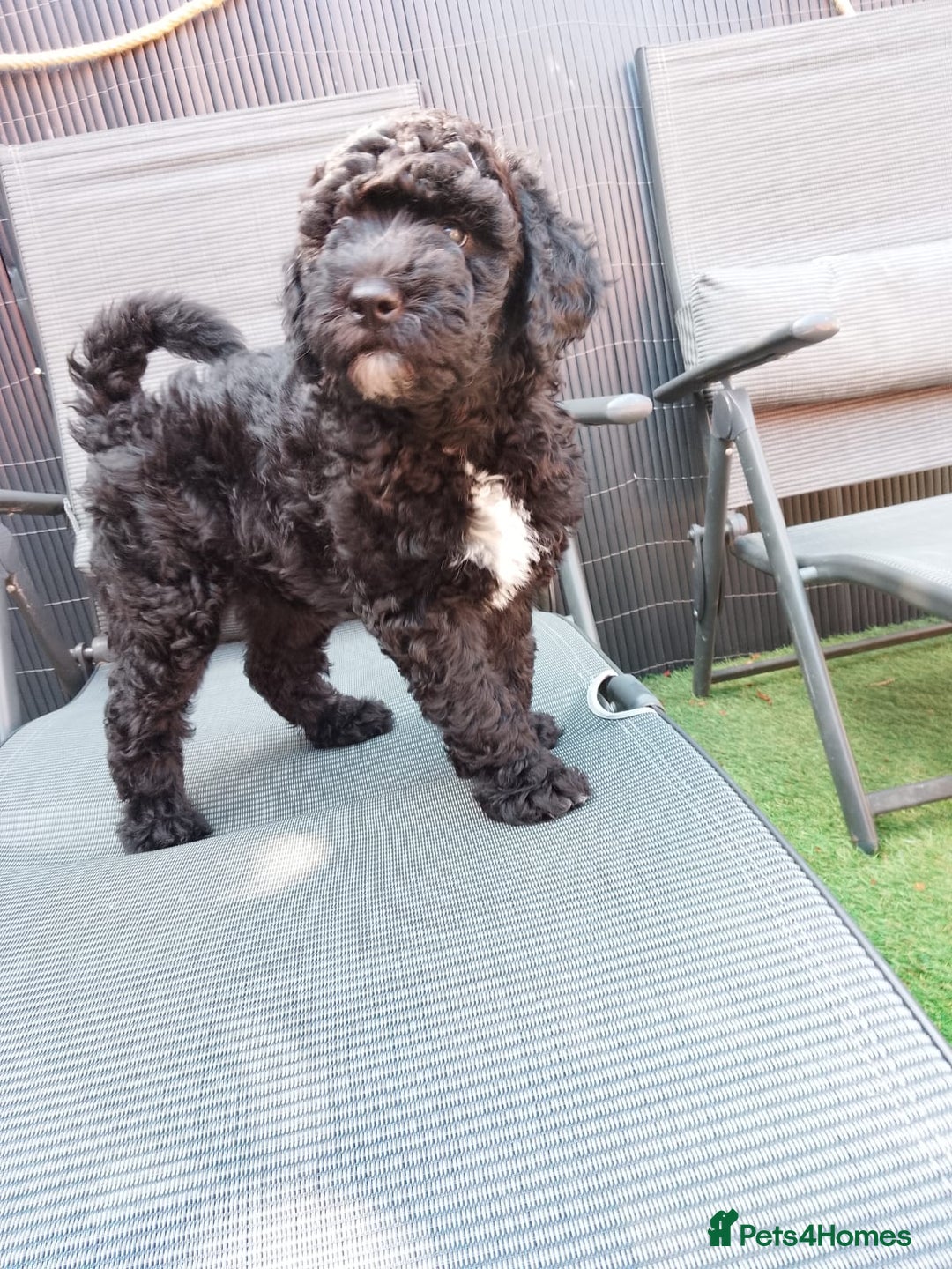 Sheepadoodle dogs for sale: F1b mini sheepadoodles  - Image 8