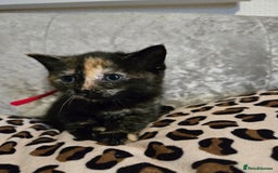 Mixed Breed cats for sale: 7 Half-Ragdolls  - Image 16