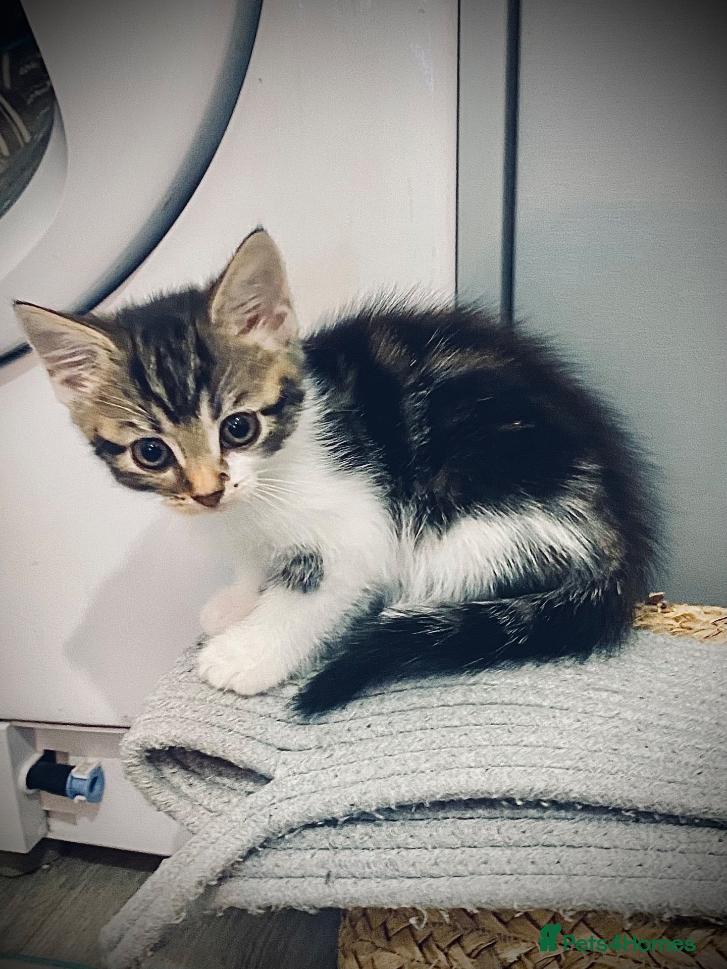 British Longhair cats Gorgeous fluffy kittens - Advert 15