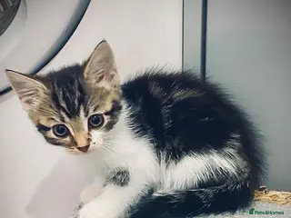 British Longhair cats Gorgeous fluffy kittens - Advert 15