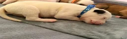 American Bulldog dogs for sale: American Bulldog Puppies in Bellshill - Advert 4