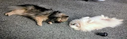 Pomeranian dogs for sale: Kc registered pomeranian bitch in Morpeth - Advert 4