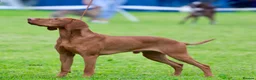Hungarian Vizsla dogs for sale: KC registered, home-raised litter of vizsla pups in Ellon - Advert 7