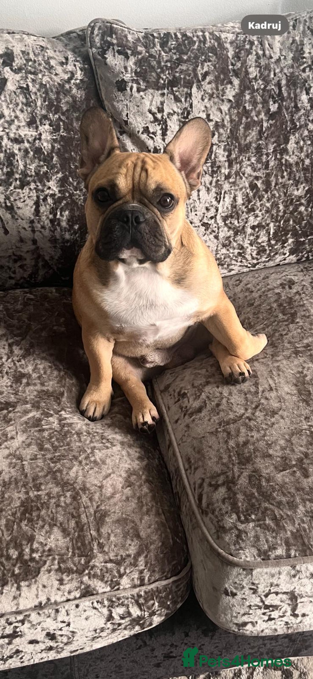 French Bulldog dogs for stud: Male French Bulldog  - Image 2