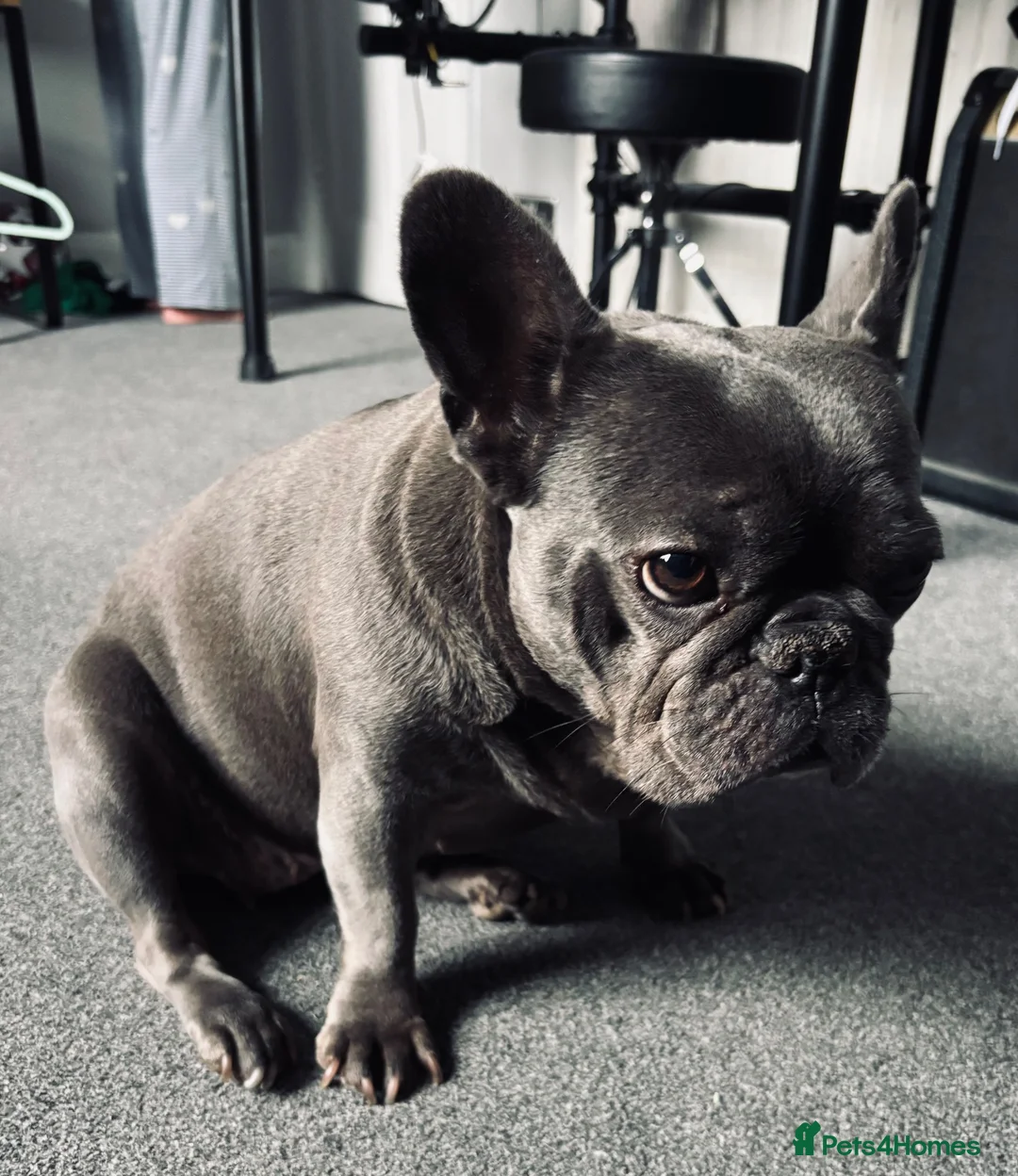 French Bulldog dogs for sale: Winnie requires her forever home (immigration) - Advert 2