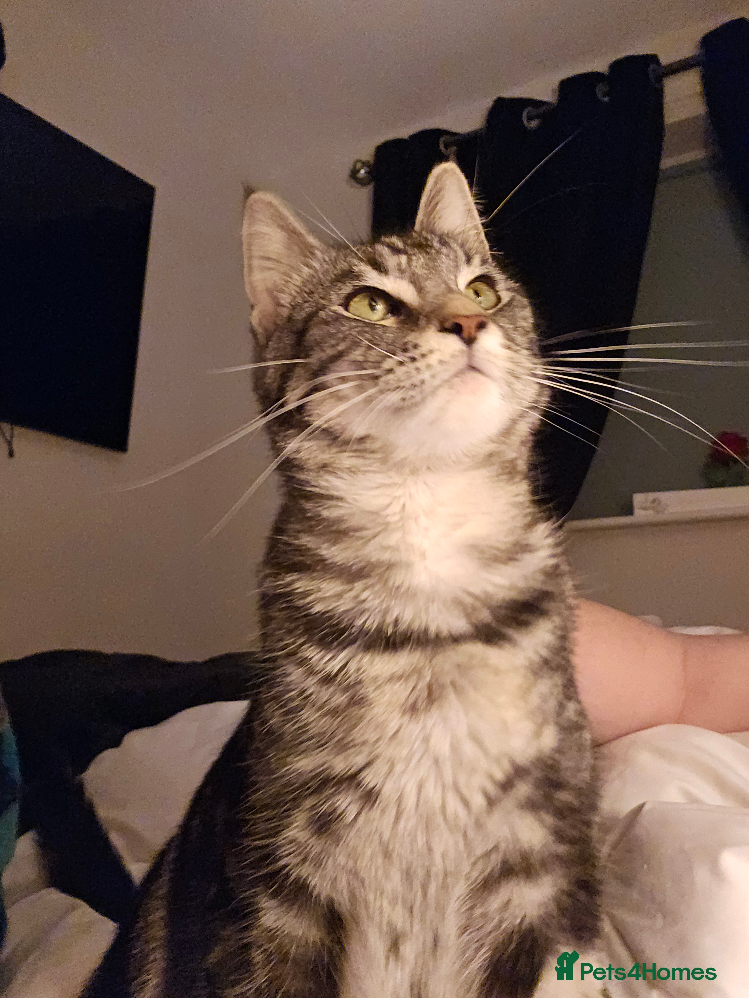 Mixed Breed cats Loving female needs a forever home - Advert 1