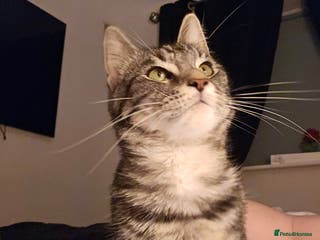 Mixed Breed cats Loving female needs a forever home - Advert 7