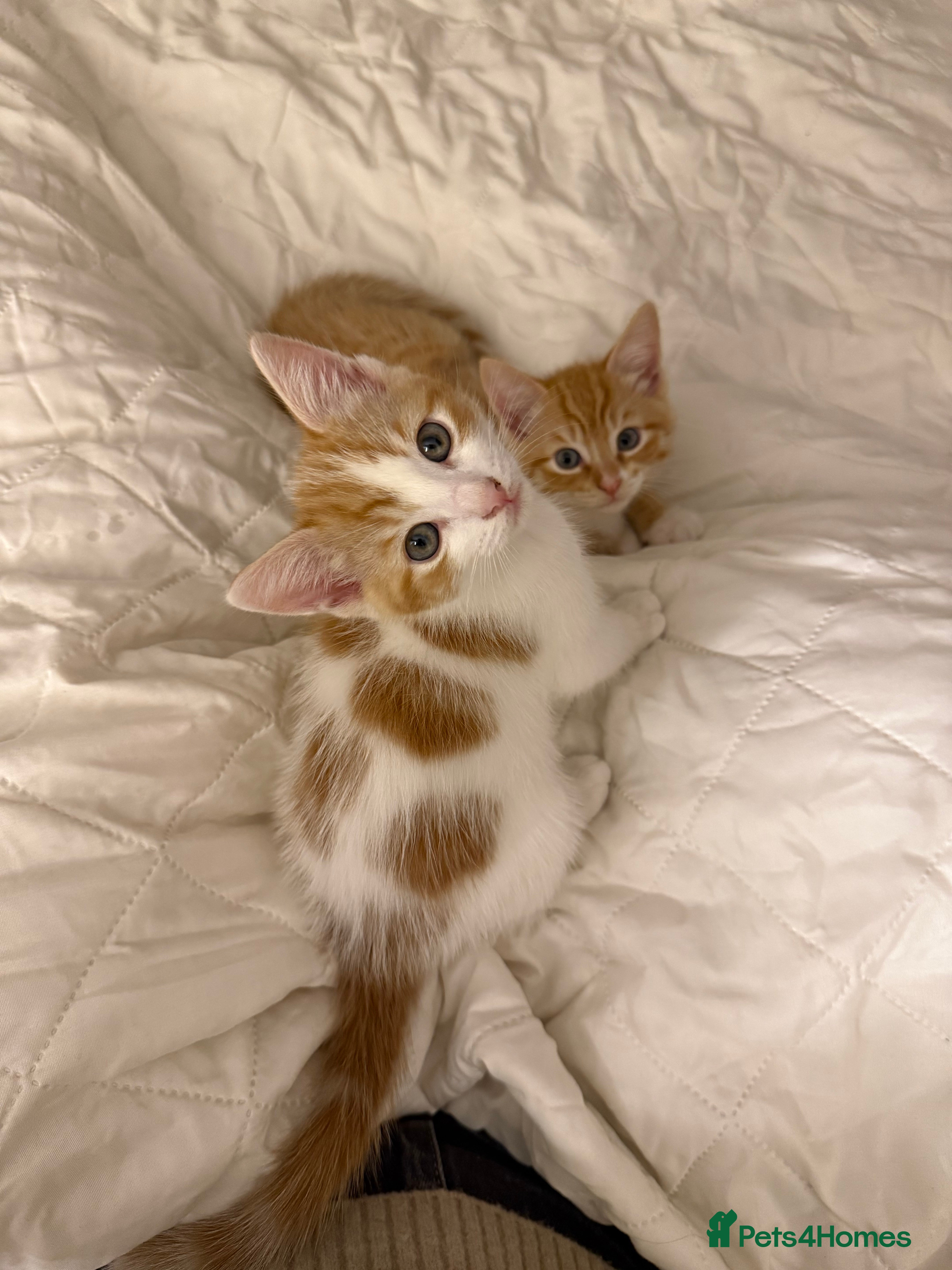 Ragdoll cats Ginger Bicolour Ragdoll Mix Litter - Advert 16