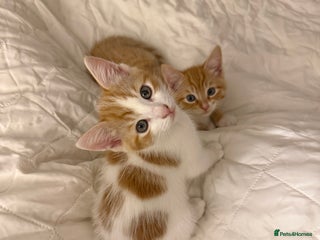 Ragdoll cats Ginger Bicolour Ragdoll Mix Litter - Advert 16