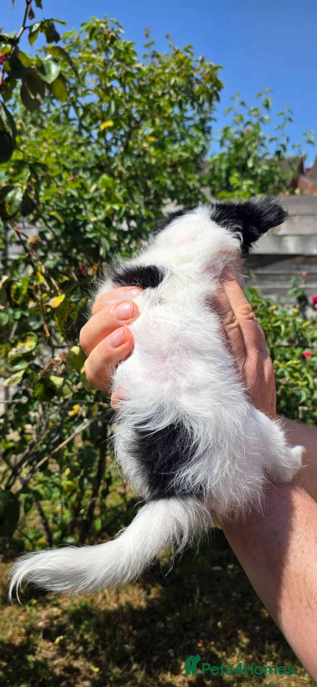 Chihuahua dogs for sale: Energetic Chihuahua puppies  - Advert 15