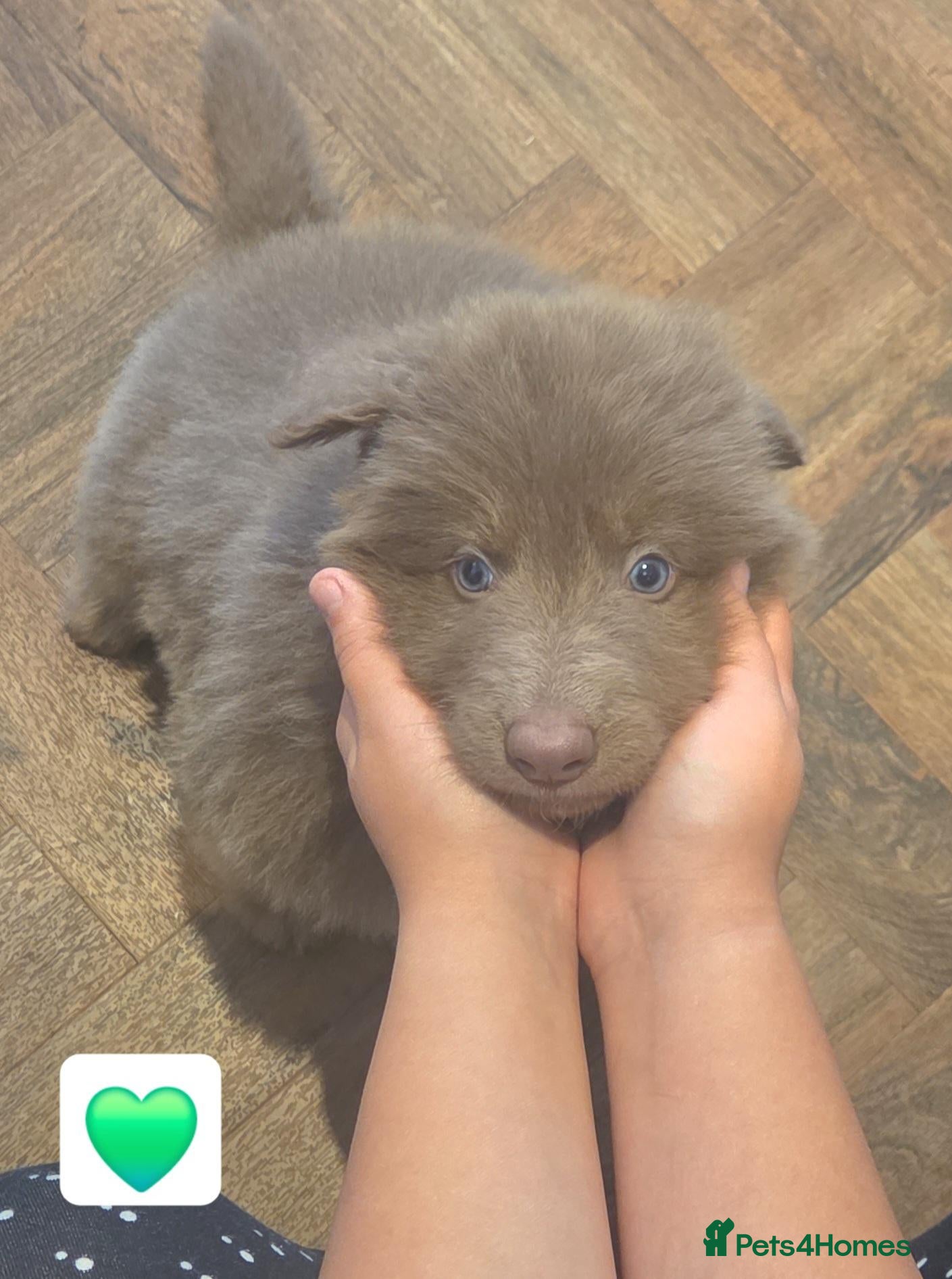 German Shepherd dogs Isabella german shepherd puppies  - Advert 2