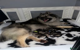 Keeshond dogs for sale: One female available  - Image 13