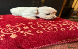 Mixed Breed dogs for sale: Gorgeous Bichon Frise x Maltese Puppies - Image 21