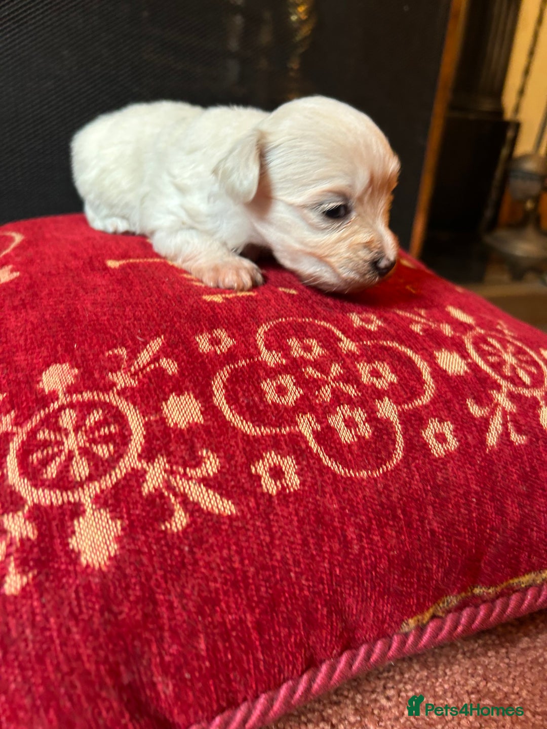 Mixed Breed dogs for sale: Gorgeous Bichon Frise x Maltese Puppies - Image 21