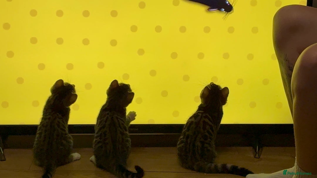 Bengal cats for sale: BEGAL CROSS TABBY - Advert 2