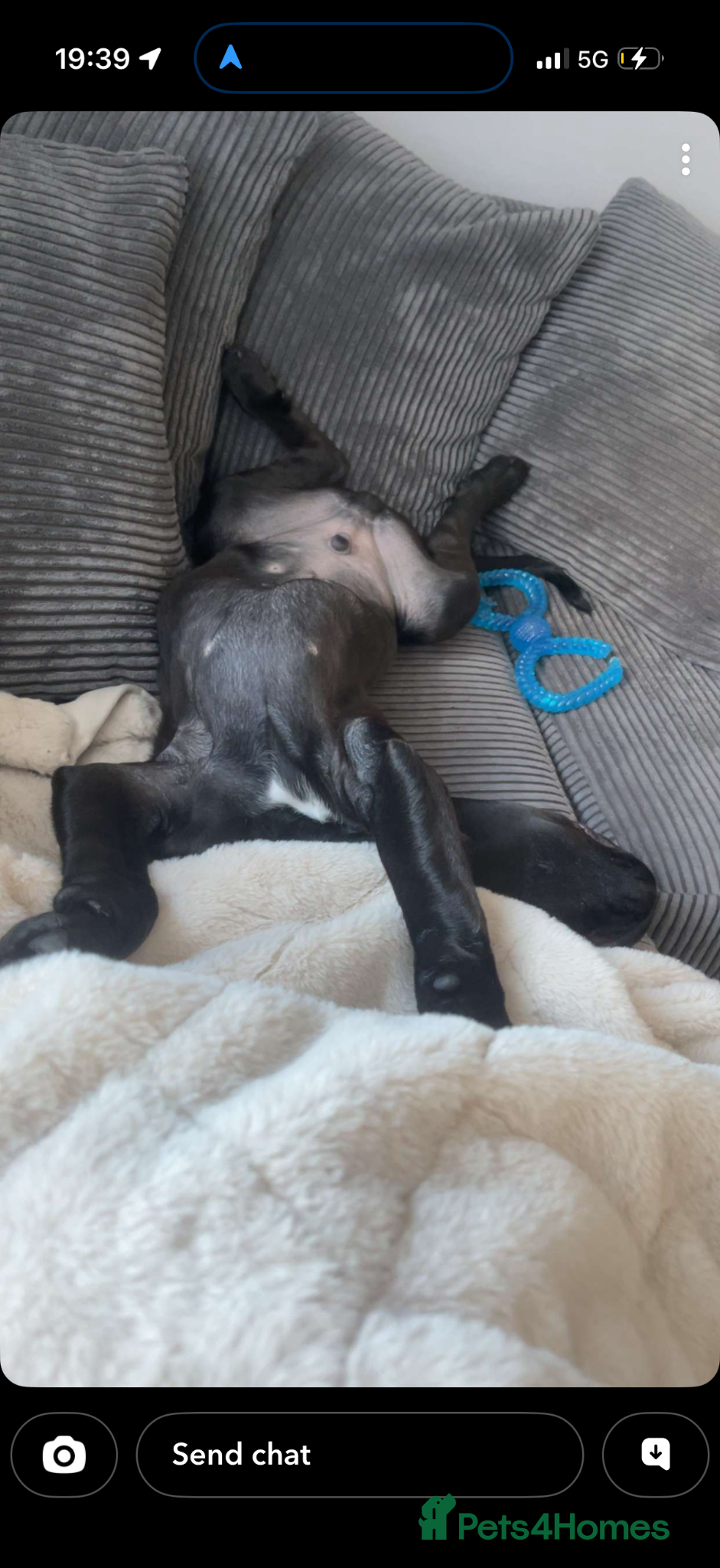 Mixed Breed dogs for sale: Kano  - Advert 5