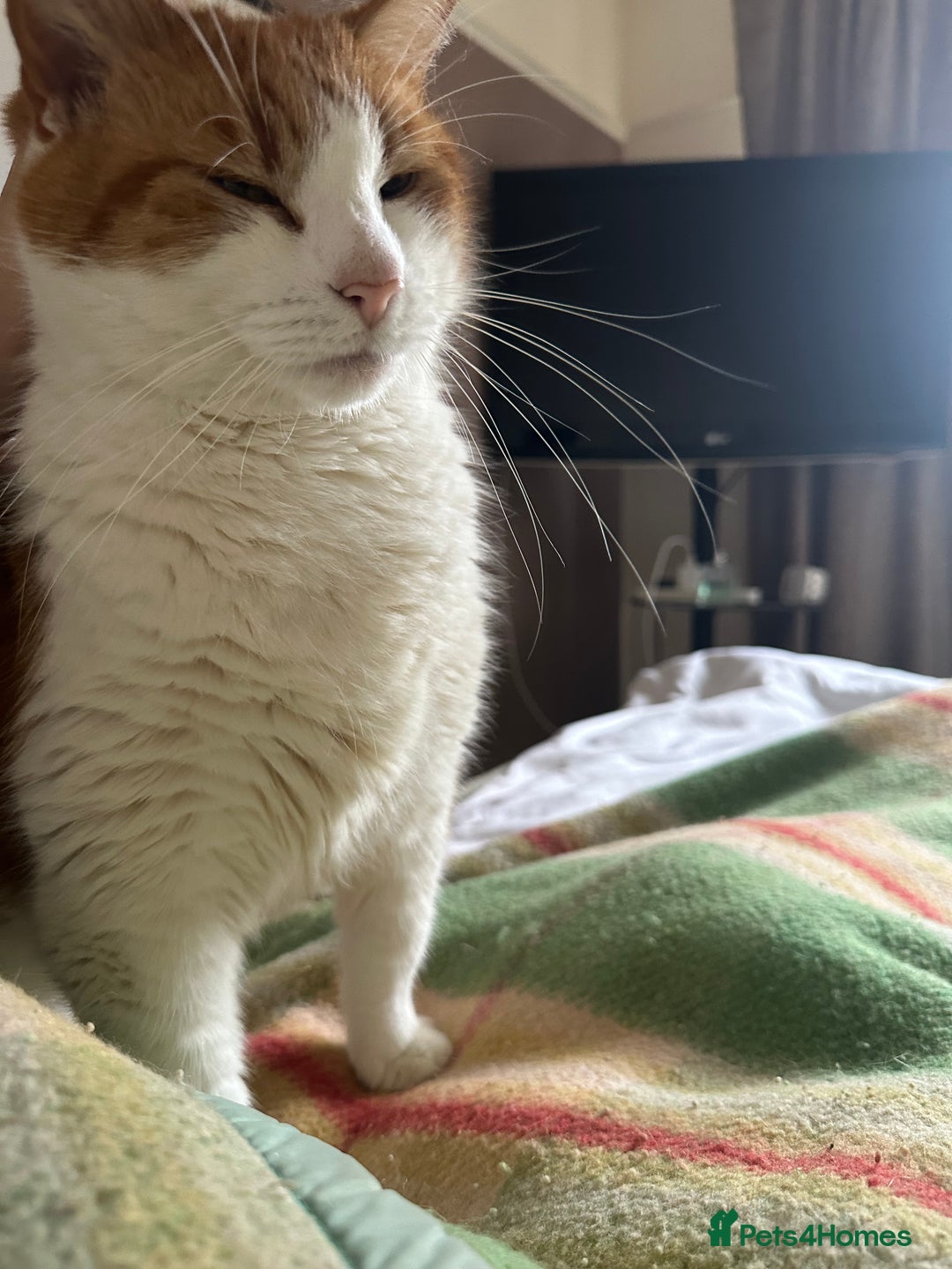 Domestic Shorthair cats for sale: Momie the Foodie - Advert 10