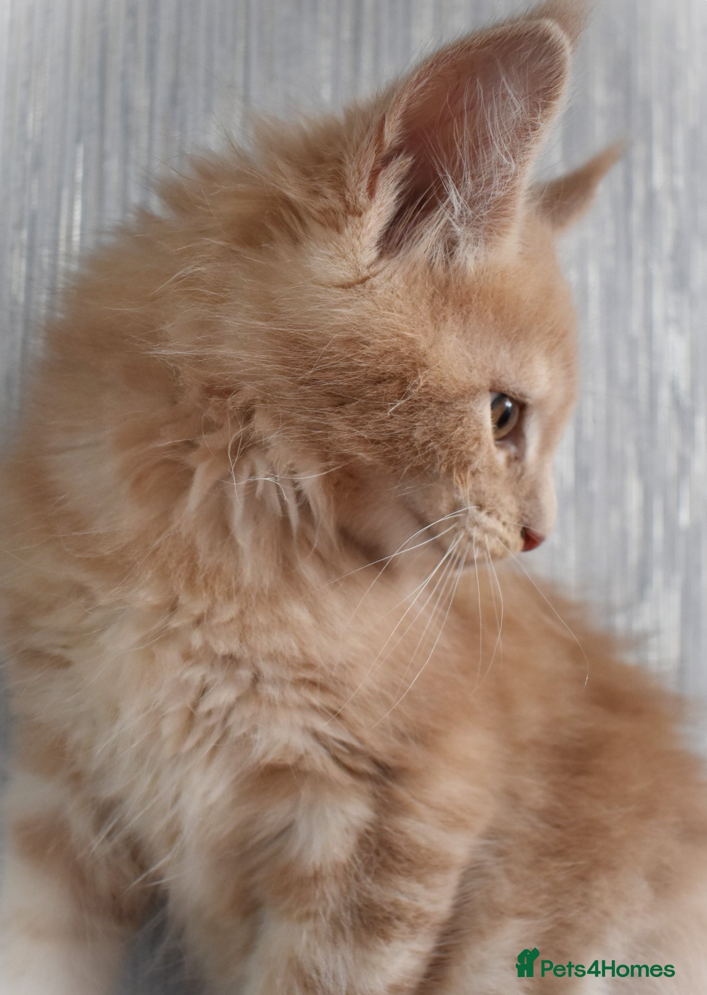Maine Coon cats 👻😻 TICA REGISTERED Maine coon for sale👻😻 - Advert 2