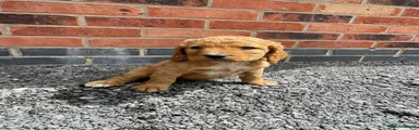 Cockapoo 4