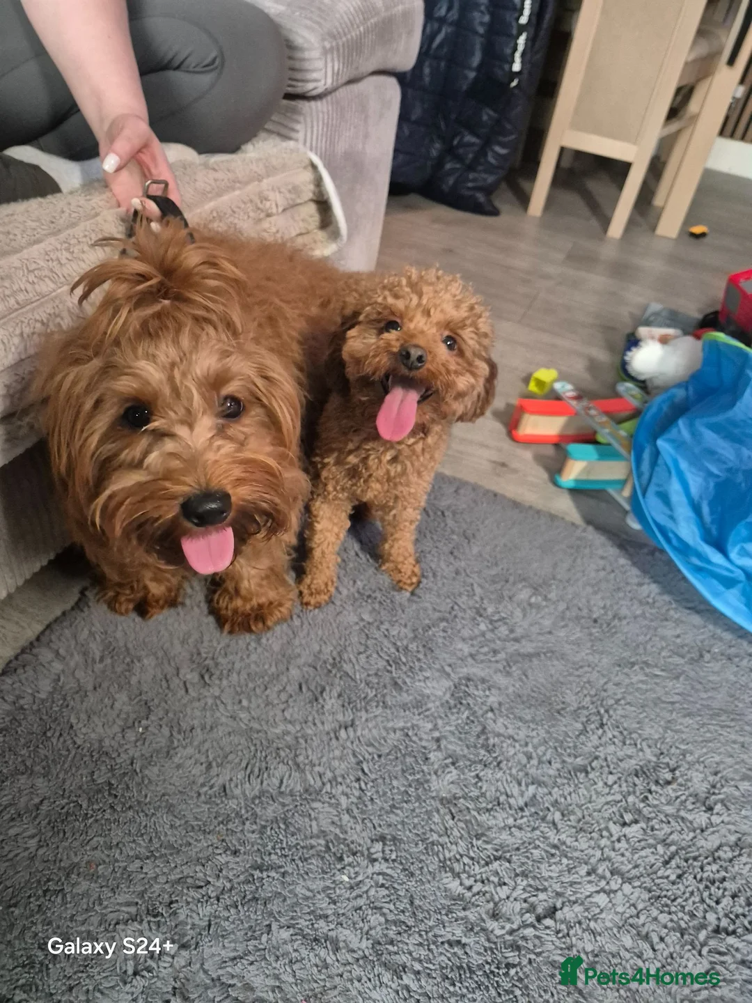Cavapoo dogs for sale: Beautiful litter ❤️❤️ - Advert 4