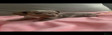 Dachshund 4